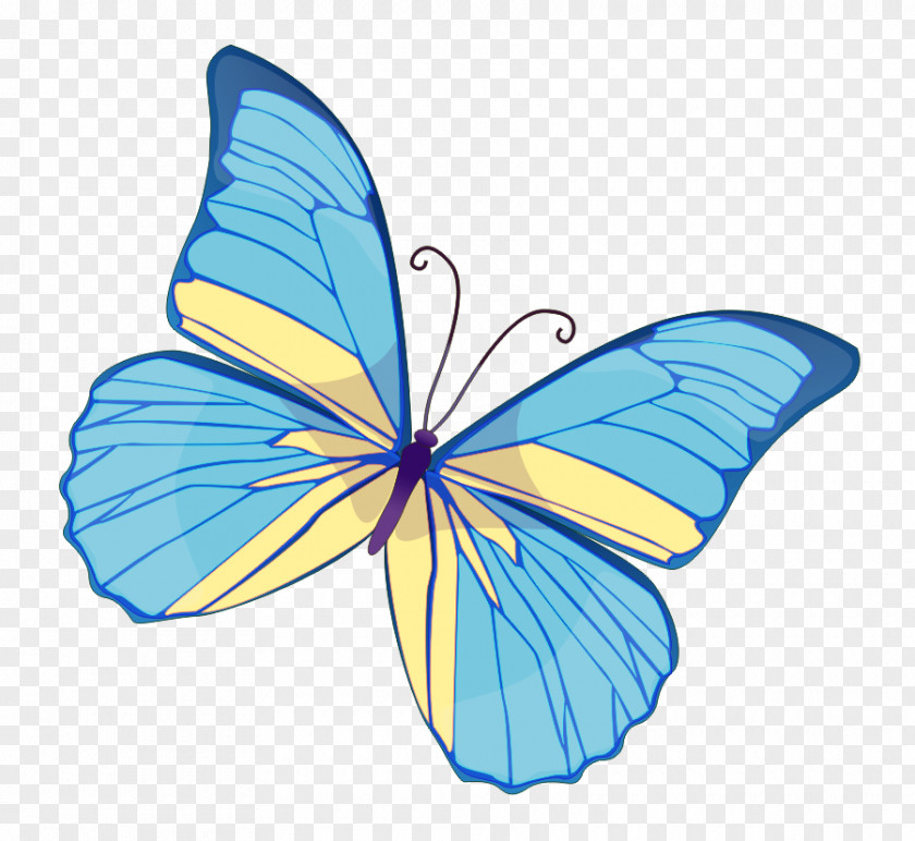 Butterfly Clip Art PNG