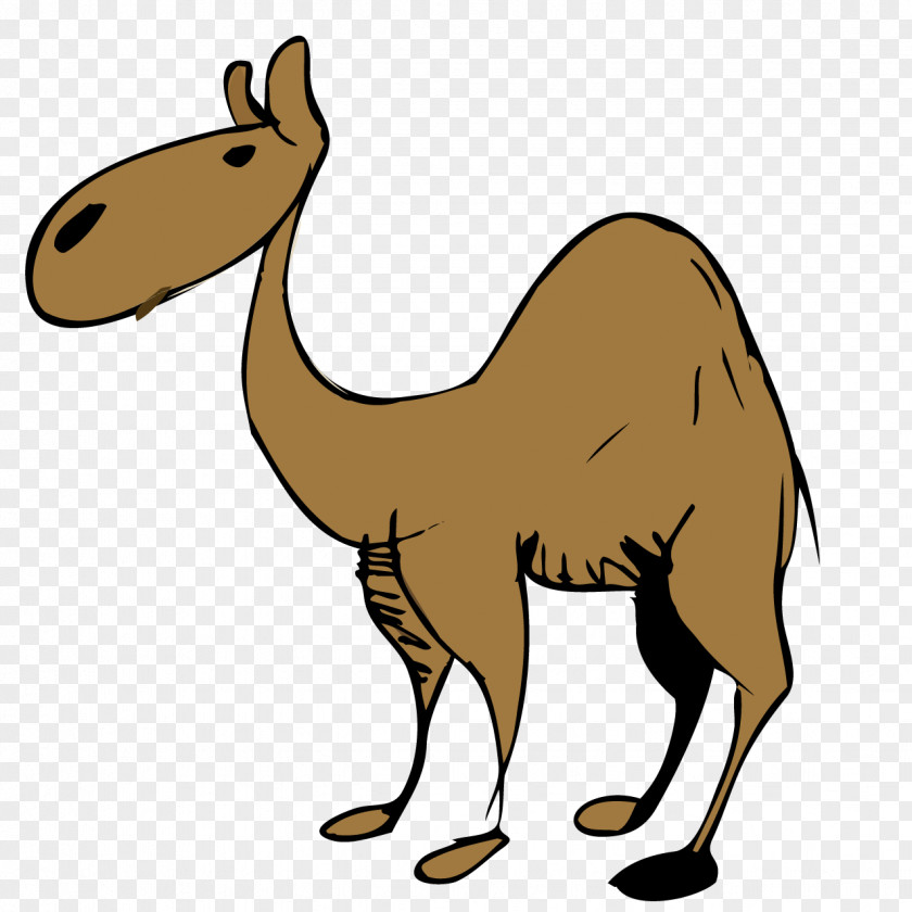 Camel Cartoon Dromedary Desert Clip Art PNG