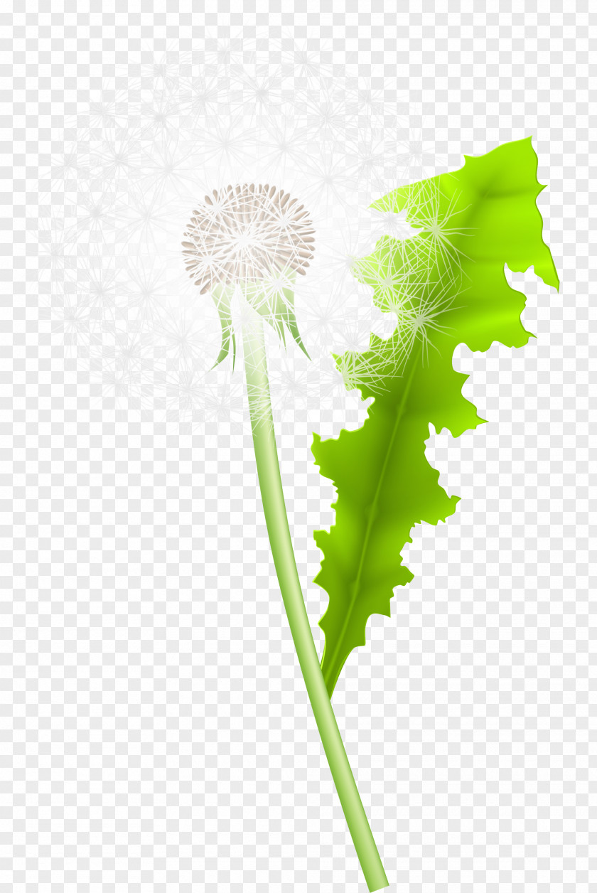 Fresh Green Dandelion Google Images PNG