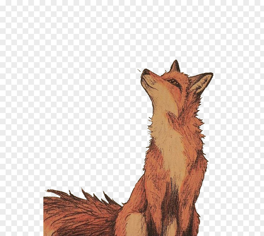 Looking Fox Drawing Art Watercolor Painting Illustration PNG
