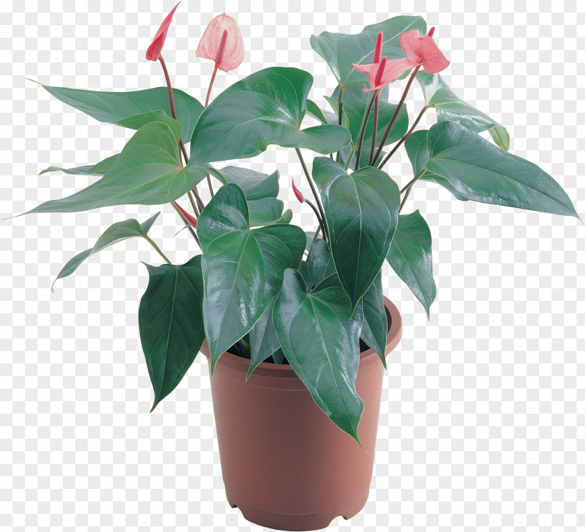 Aloe Flowerpot Houseplant Clip Art PNG