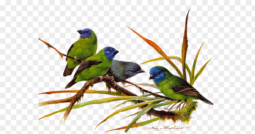 Bird Birds Of Asia Green Paint By Number Color PNG