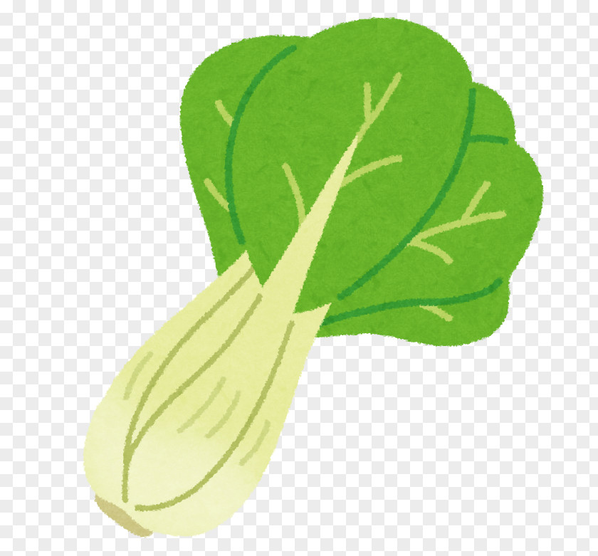 Bok Choy Leaf Vegetable Chinese Cabbage Cuisine PNG