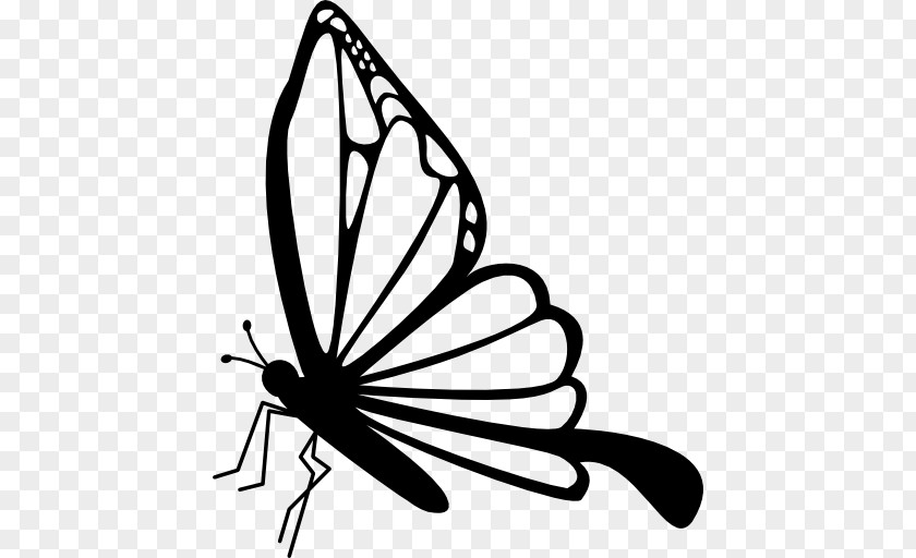 Butterfly Insect Drawing Clip Art PNG