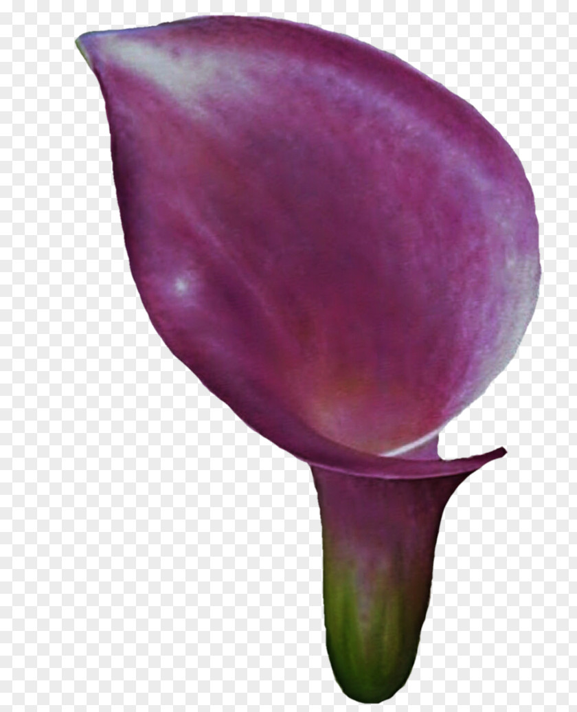 Callalily Arum-lily Flower Purple Lilium Clip Art PNG