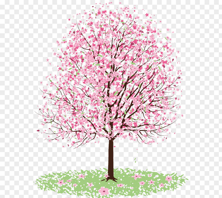 Cherry Blossom Drawing Tree Painting PNG