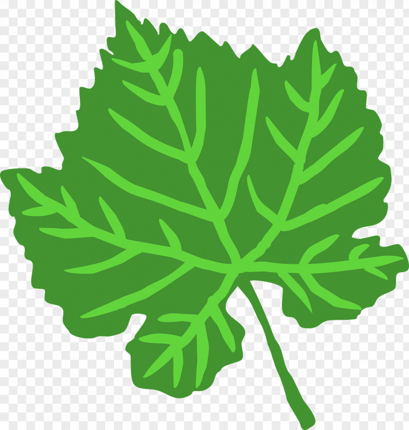 Green Leaves Leaf Drawing Clip Art PNG