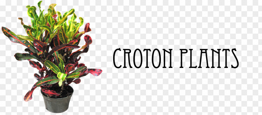 Herb Plant Garden Croton Houseplant House Care Plants PNG