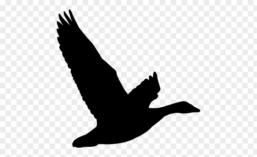 Beak Swans Goose Ducks Water Bird PNG