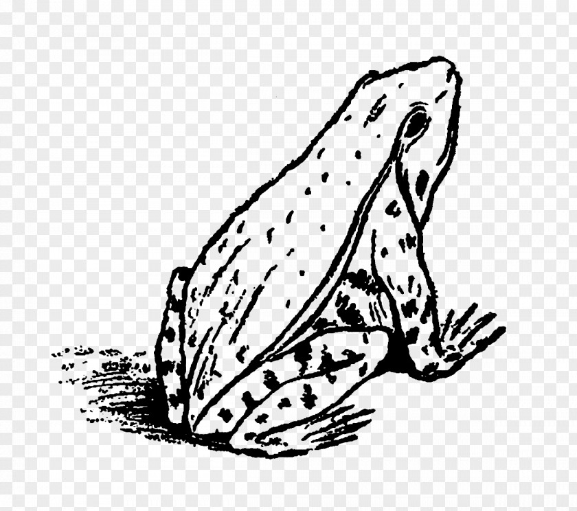 Cat Frog Black And White Clip Art PNG