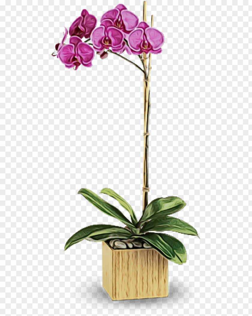 Houseplant Orchid Flower Flowering Plant Moth Flowerpot PNG