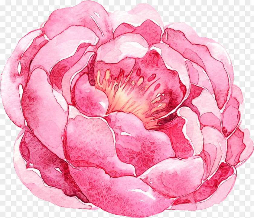 Rose Flowering Plant PNG