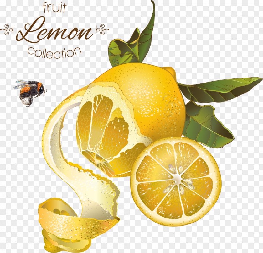 Vector Background Retro Orange Lemon Honey Fruit Illustration PNG
