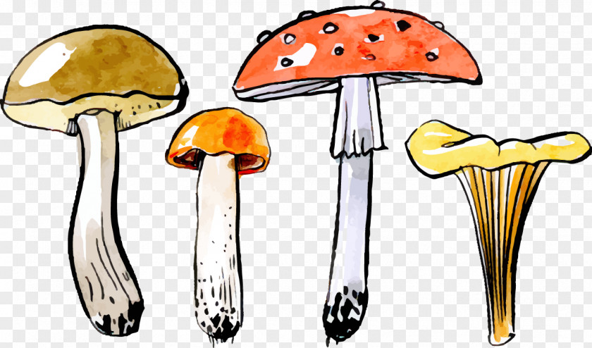 Vector Painted Mushrooms Autumn Mushroom PNG