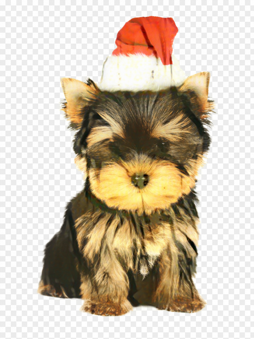 Yorkshire Terrier Puppy Yorkipoo English Toy PNG