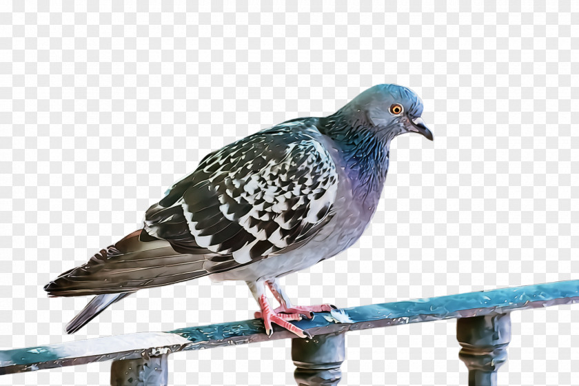 Bird Stock Dove Rock Pigeons And Doves Beak PNG
