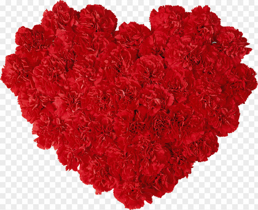 HEART FLOWER Carnation Dianthus Chinensis Flower Petal Rose PNG