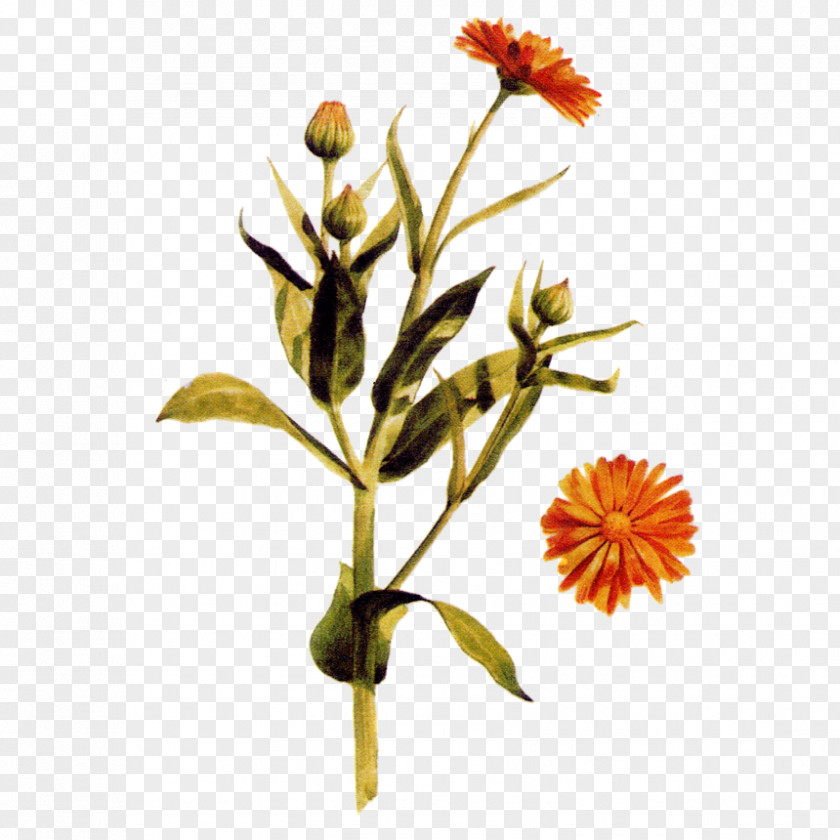 Perennial Plant Orange Hawkweed Flowers Background PNG
