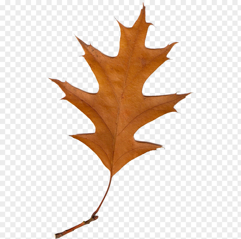 Autumn Leaves Leaf Clip Art PNG