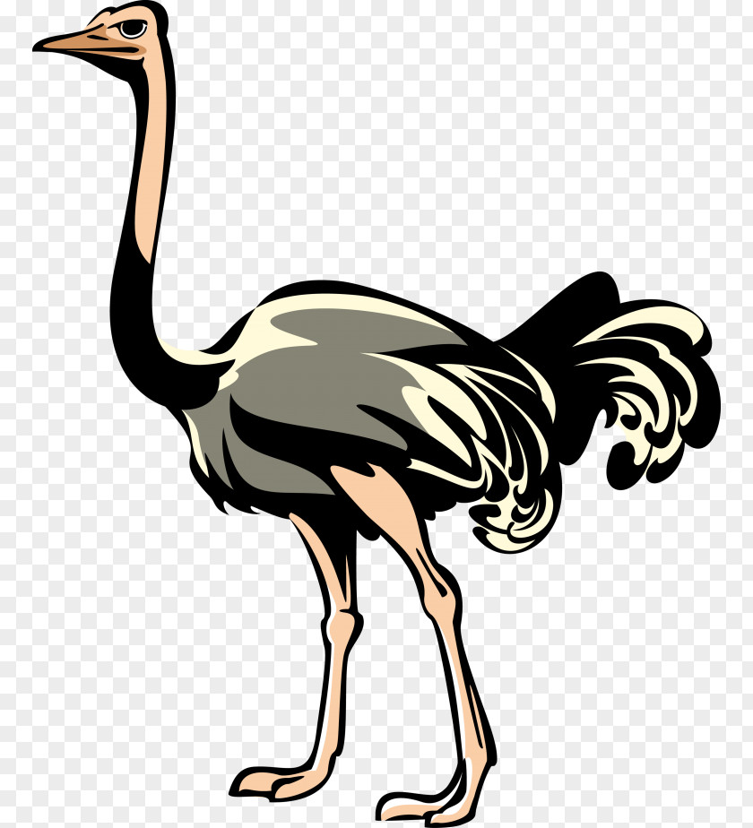 Bird Clip Art Emu Image PNG
