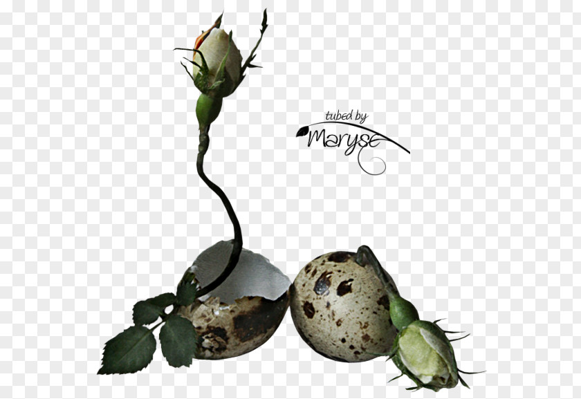 Birth Flower Bouquet Easter Egg Plant Stem PNG