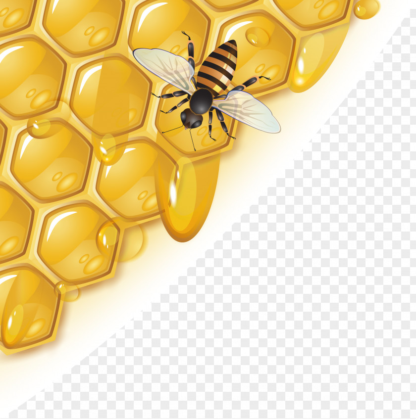 Honey Honeycomb Vector Beekeeper Extractor Sugar PNG
