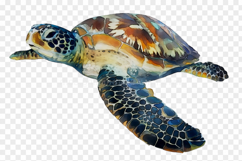 Loggerhead Sea Turtle Box Turtles Tortoise PNG