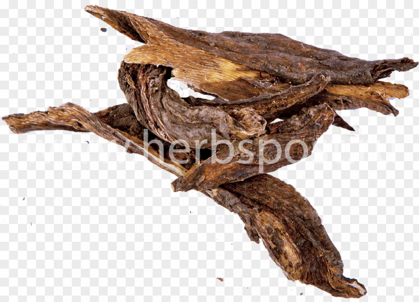 Plant Common Comfrey Root Herbaceous Medicine Meadowsweet PNG