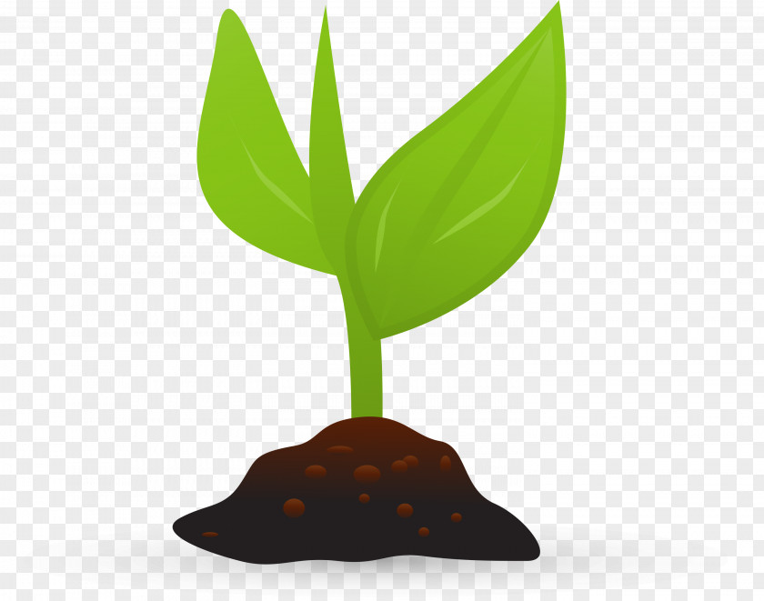 Plant Growth .se Cartoon .com PNG