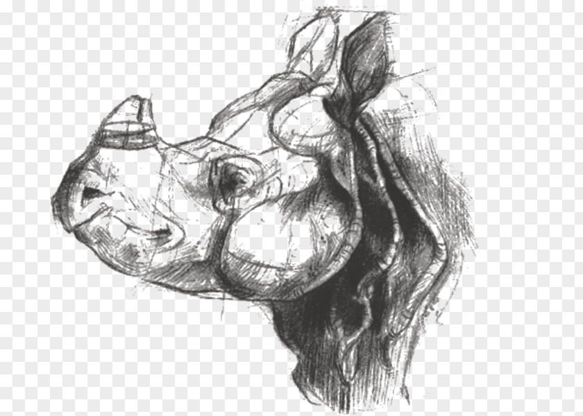 Unicornis Indian Rhinoceros Pachydermata Hellabrunn Zoo PNG