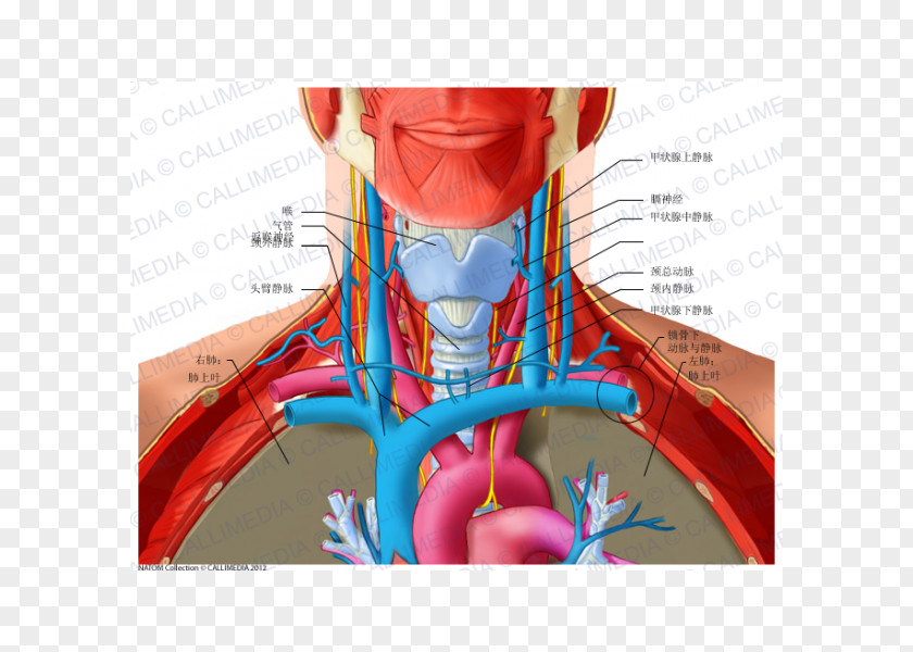 V Jugularis Externa Anterior Triangle Of The Neck Posterior Anatomy Subclavian Vein PNG