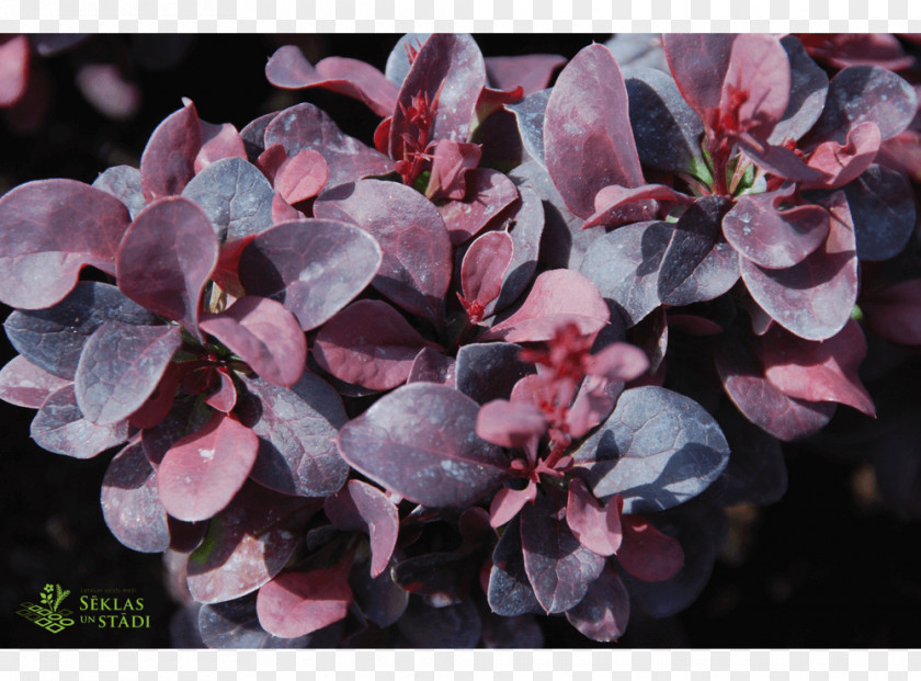 Berberis Thunbergii Barberry Pink M PNG