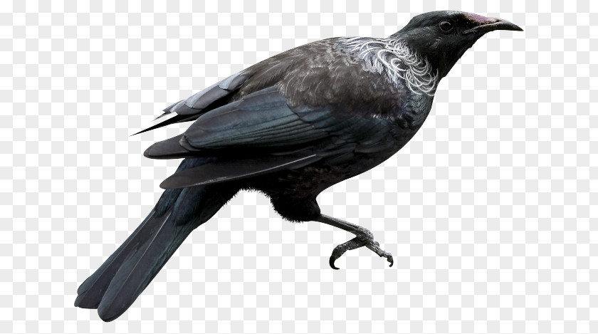Bird American Crow New Caledonian Rook Common Raven PNG