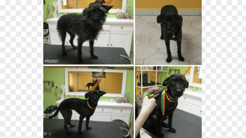 Salonik Psia Minka Sporting Group Breed (dog)Dog Dog Psi Fryzjer PNG