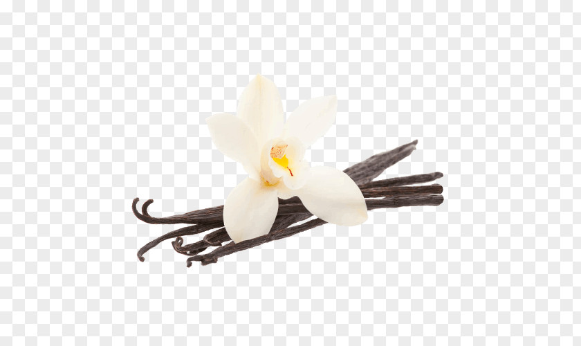 Vanilla Bean Flower PNG Flower, white orchid on brown stick clipart PNG