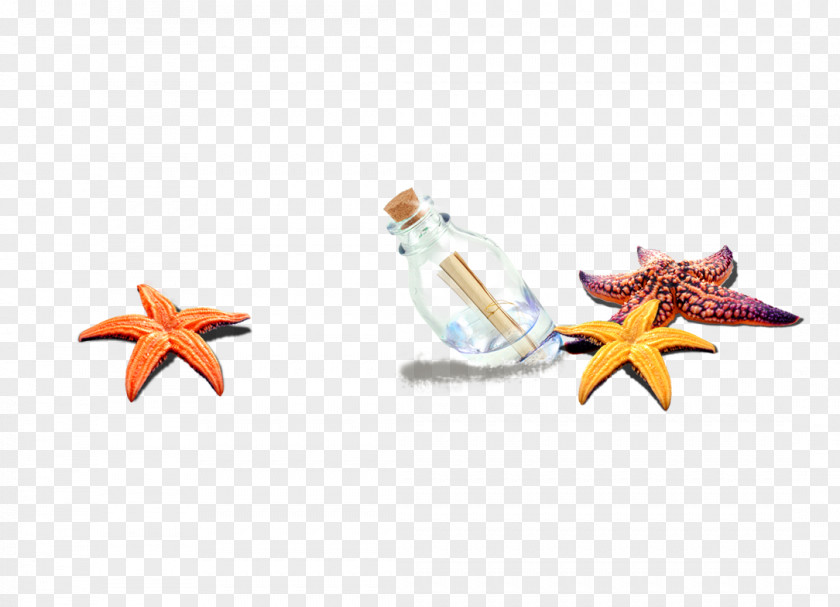 Beach Decoration Starfish Sea Computer File PNG