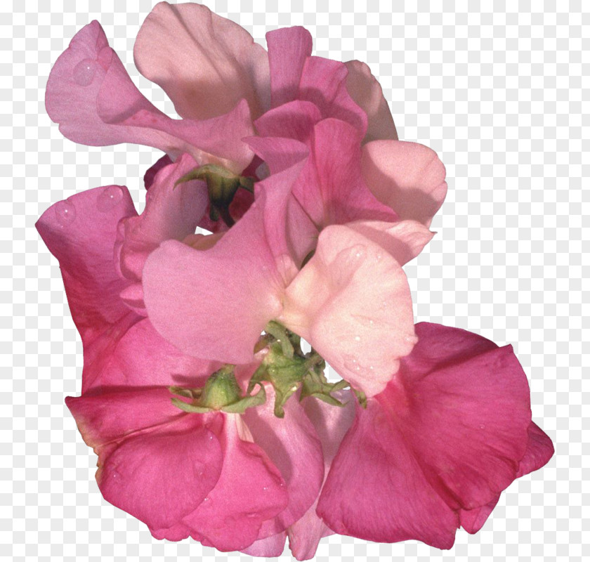 Geranium Magenta Sweet Pea Flower PNG