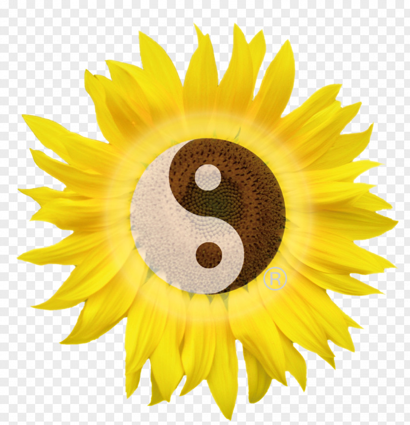 Matemathic Sunflower M Close-up PNG