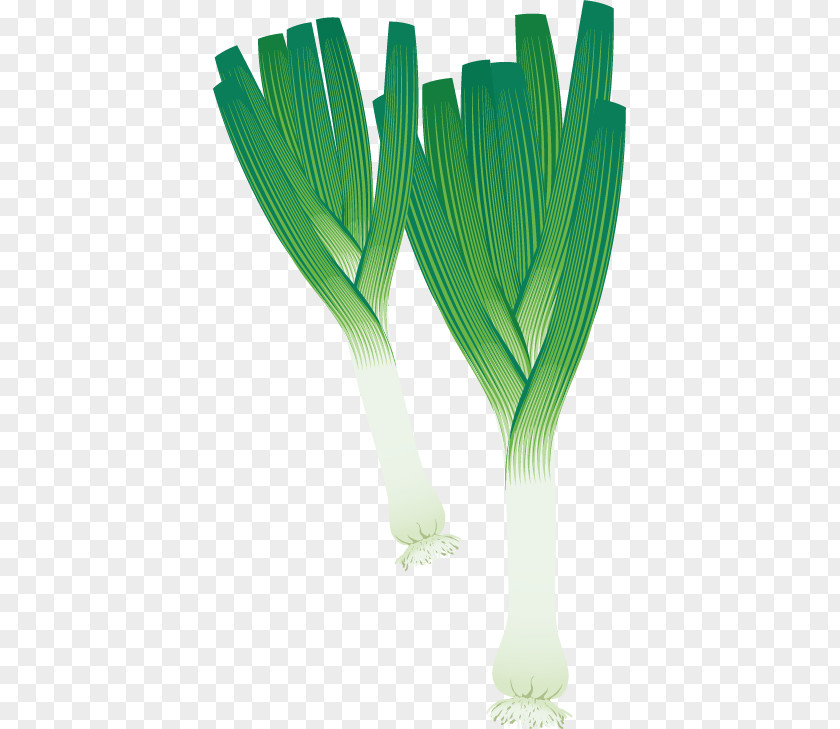 Onion Vector Material Leek Vegetable Potato Clip Art PNG