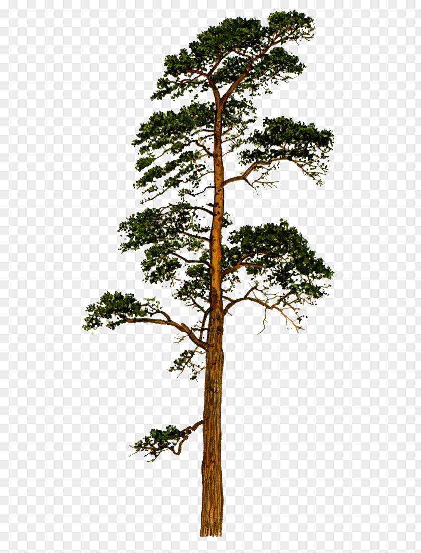 Pine Scots Fir Tree Conifers Trunk PNG