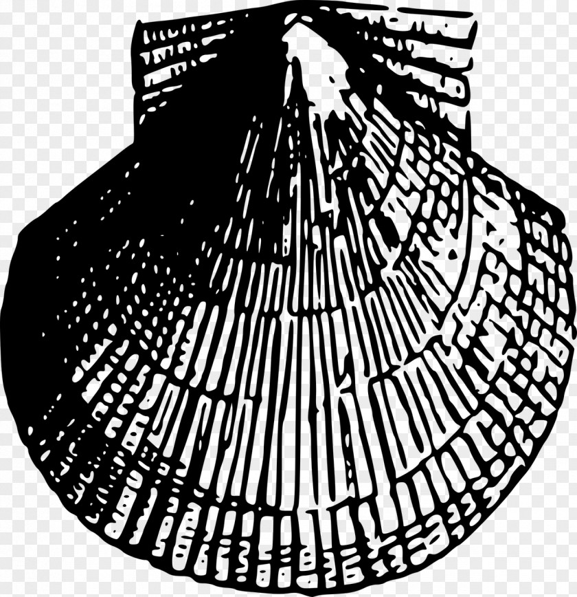 Seashell Gastropod Shell Clip Art PNG