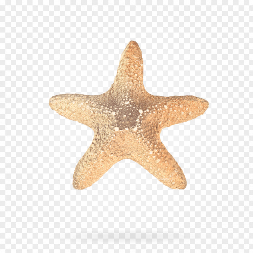 Star Graphic Design Starfish Przetwarzanie Danych Osobowych Ornamental Plant CAPTCHA Floral PNG