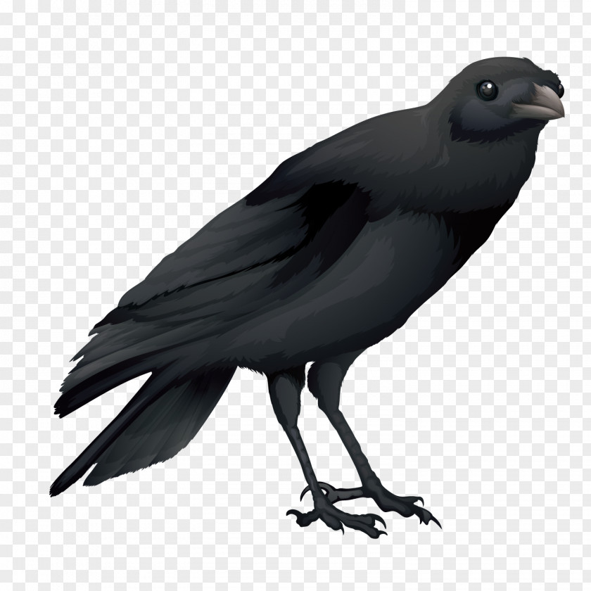 Vector Black Raven Hooded Crow Common Australian Bird PNG