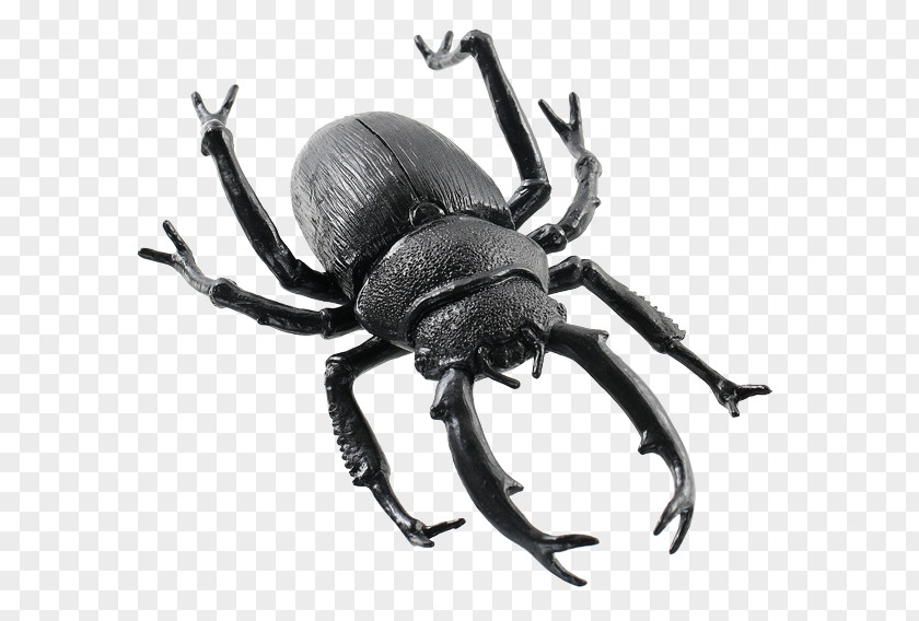 Beetle Weevil Scarabs Seasons USA Inc PNG
