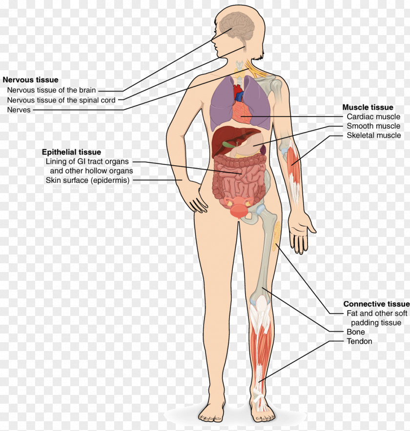 Organs Connective Tissue Epithelium Human Body Muscle PNG