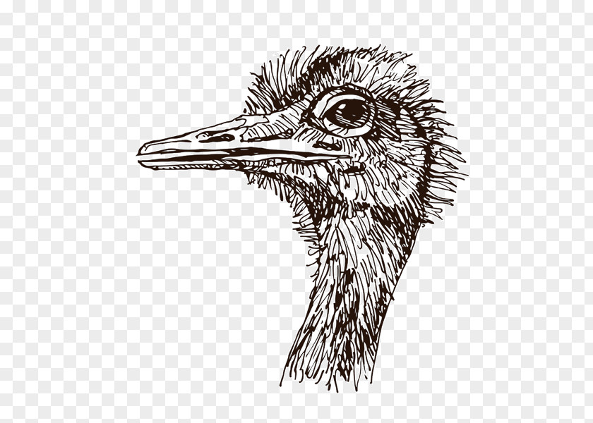 Ostrich Flightless Bird Common Africa Animal PNG