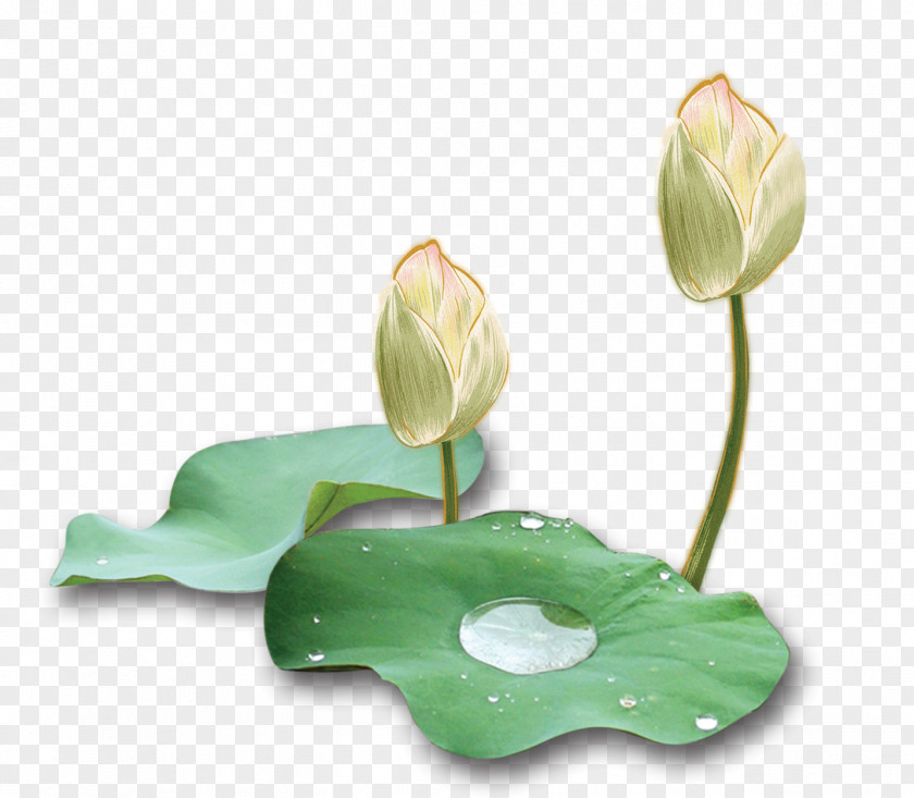 Unopened Lotus Ink Wash Painting PNG