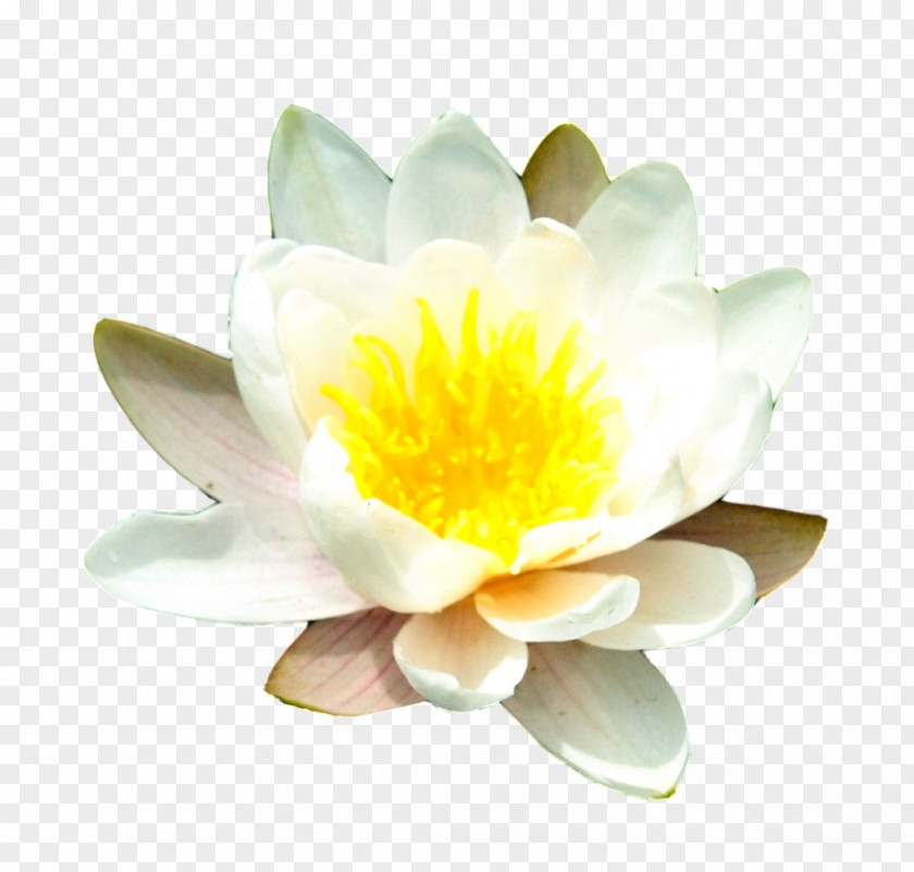 Water Lily Free Image Perfume Essential Oil BioAroma Cosmetics Aroma Compound PNG