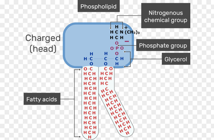 Chemical Polarity Lipid Bilayer Phospholipid Membrane Lipids Cell PNG