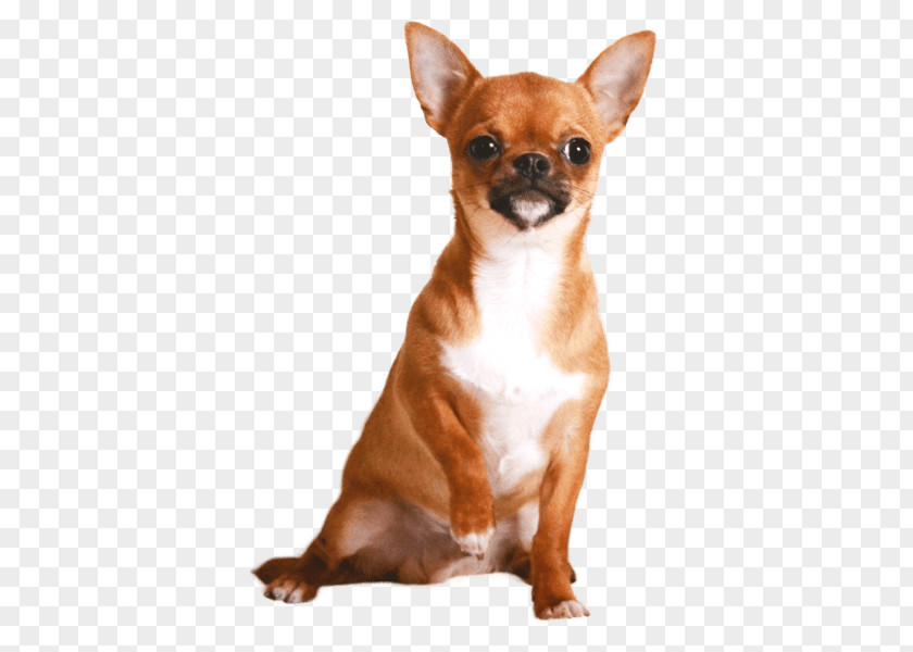 Puppy Chihuahua Russkiy Toy Dog Breed Companion PNG